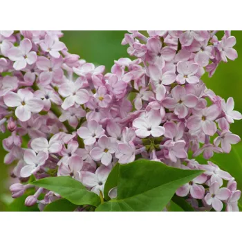 Sazenice Šeřík obecný 'Hortensja' Balení: kontejner p9