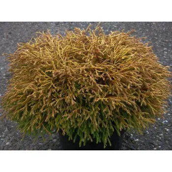 Sazenice Zerav západní 'Golden Tuffet' kontejner p9