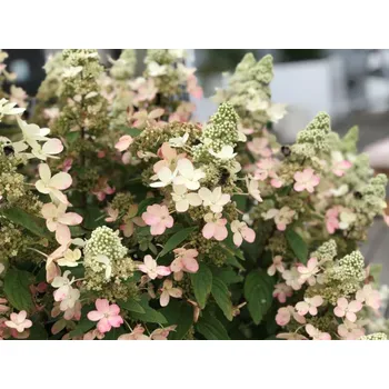 Sazenice Hortenzie latnatá 'Magical Vesuvio' Balení: kontejner p9