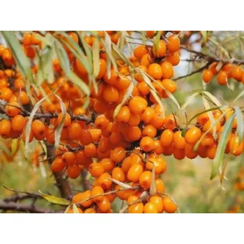 Sazenice Rakytník řešetlákový 'Perčik' kontejner p9