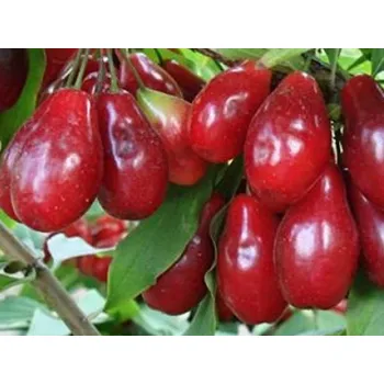 Sazenice Dřín velkoplodý 'Lukianowskij' - kontejner C2