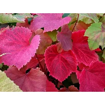 Sazenice Réva Coignetova Balení: kontejner C2