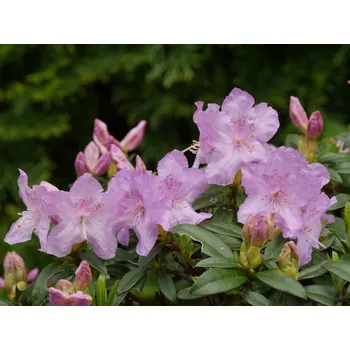 Sazenice Japonská azalka 'Robert Seleger' Balení: kontejner p9