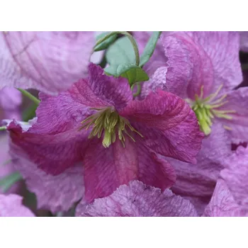 Sazenice Plamének 'Mazurek' Balení: kontejner C2