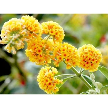 Sazenice Komule Weyerova 'Sungold' Balení: kontejner p9