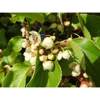 Sazenice Kiwi 'Weiki' samec Balení: kontejner C2 - silná sazenice