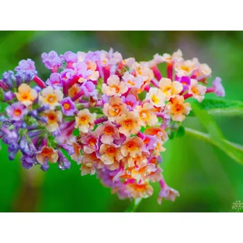 Sazenice Komule Weyerova 'Flower Power®' Balení: kontejner p9