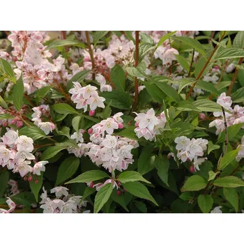 Sazenice Trojpuk mamotokvětý 'Kalmiiflora' Balení: kontejner C2