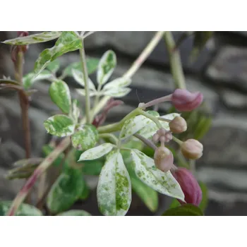 Sazenice Akébie pětičetná 'Variegata' Balení: kontejner C2