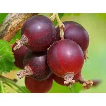 Sazenice Rybíz 'Josta' Balení: kontejner p9