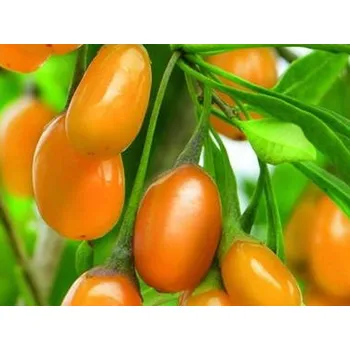 Sušená potravina Kustovnice 'Amber Sweet Goji' Balení: kontejner C2