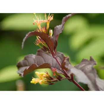 Sazenice Zanice potoční 'Diva' Balení: kontejner p9