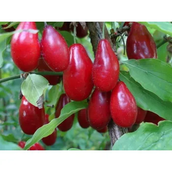 Sazenice Dřín velkoplodý 'Starokijewskij' - kontejner C2