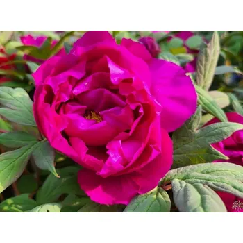 Sazenice Pivoňka dřevitá 'Vínová poloplná' Balení: kontejner C2