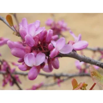 Sazenice Zmarlika kanadská 'Cascading Hearts' Balení: kontejner C5, Tvar: výška 130-150 cm