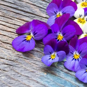 Vonný olej Fialka 100 ml