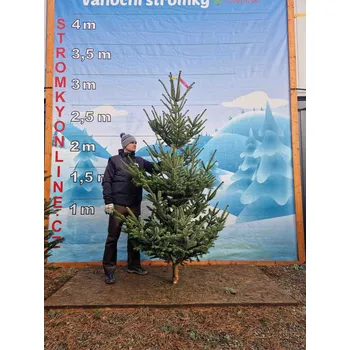 Vánoční stromek Živý, řezaný Vánoční stromek Jedle Kavkazská - 2128 - 270cm / Jedle Kavkazská
