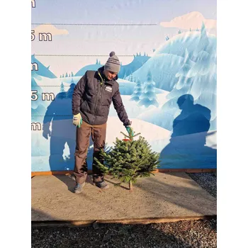 Vánoční stromek Živý, řezaný Vánoční stromek Jedle Kavkazská - 2577 - 89cm / Jedle Kavkazská