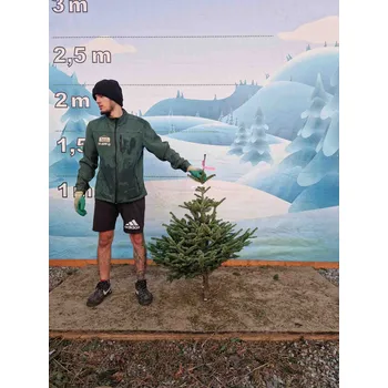 Vánoční stromek Živý, řezaný Vánoční stromek Jedle Kavkazská - 1086 - 112cm / Jedle Kavkazská