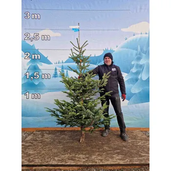 Vánoční stromek Živý, řezaný Vánoční stromek Jedle Kavkazská - 2359 - 232cm / Jedle Kavkazská