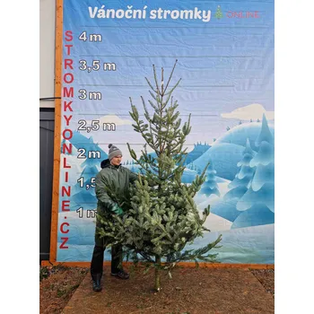 Vánoční stromek Jedle Obrovská 2105 - 301cm