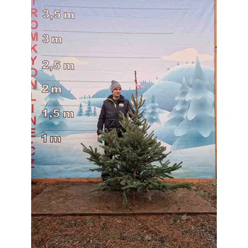 Vánoční stromek Živý, řezaný Vánoční stromek Smrk Pichlavý - 2256 - 191cm / Smrk Pichlavý