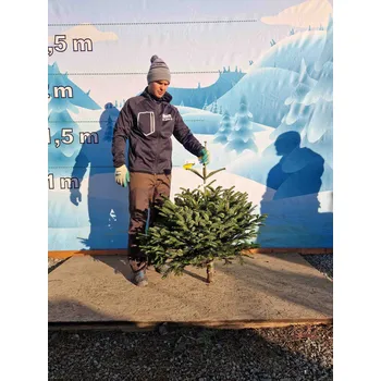 Vánoční stromek Živý, řezaný Vánoční stromek Jedle Kavkazská - 2583 - 121cm / Jedle Kavkazská