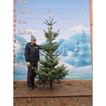 Vánoční stromek Živý, řezaný Vánoční stromek Jedle Kavkazská - 2189 - 272cm / Jedle Kavkazská