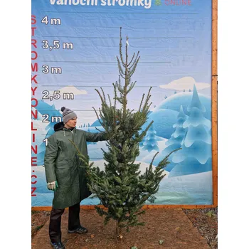 Vánoční stromek Jedle Obrovská 2099 - 295cm