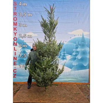 Vánoční stromek Živý, řezaný Vánoční stromek Jedle Obrovská - 2110 - 304cm / Jedle Obrovská