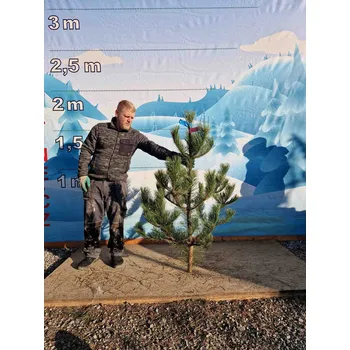 Vánoční stromek Živý, řezaný Vánoční stromek Borovice Černá - 1652 - 151cm / Borovice Černá