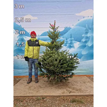 Vánoční stromek Živý, řezaný Vánoční stromek Jedle Kavkazská - 1900 - 202cm / Jedle Kavkazská