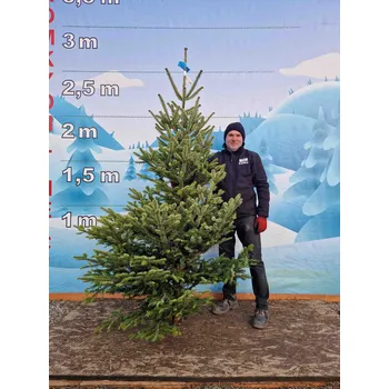Vánoční stromek Živý, řezaný Vánoční stromek Jedle Kavkazská - 2389 - 227cm / Jedle Kavkazská
