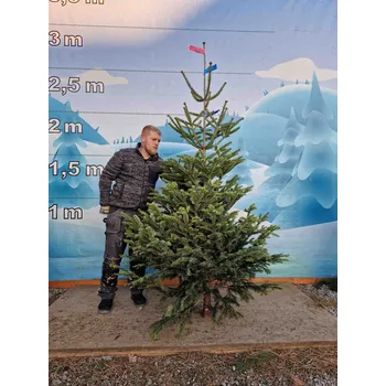 Vánoční stromek Živý, řezaný Vánoční stromek Jedle Kavkazská - 1790 - 246cm / Jedle Kavkazská