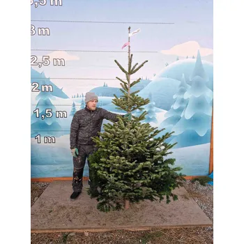 Vánoční stromek Živý, řezaný Vánoční stromek Jedle Kavkazská - 1821 - 252cm / Jedle Kavkazská