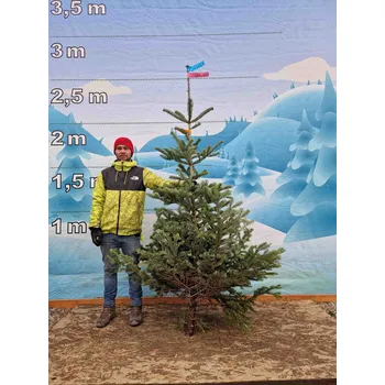 Vánoční stromek Jedle Kavkazská 2414 - 224cm