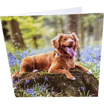 Dárkové přání s motivem psa