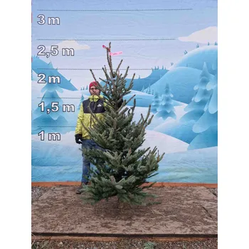 Vánoční stromek Živý, řezaný Vánoční stromek Smrk Pichlavý - 2548 - 202cm / Smrk Pichlavý