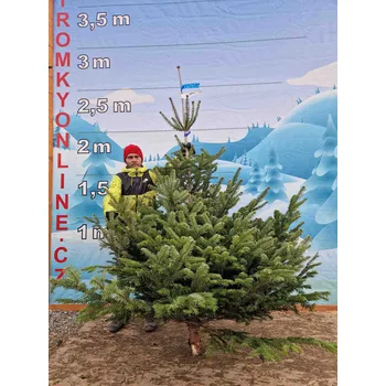 Vánoční stromek Živý, řezaný Vánoční stromek Jedle Kavkazská - 2437 - 229cm / Jedle Kavkazská