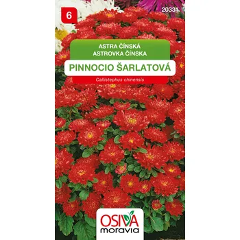 Semeno Astra čínská - Pinnocio Dwarf - šarlatový