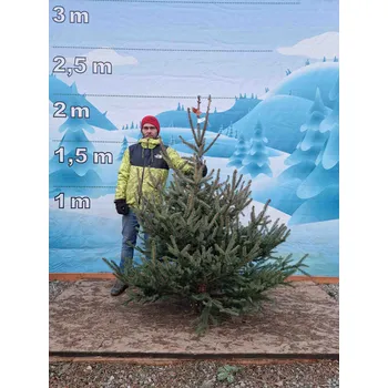 Vánoční stromek Živý, řezaný Vánoční stromek Smrk Pichlavý - 2519 - 178cm / Smrk Pichlavý