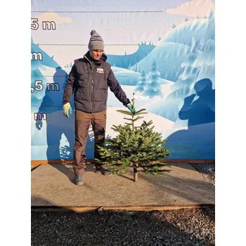 Vánoční stromek Živý, řezaný Vánoční stromek Jedle Kavkazská - 2571 - 109cm / Jedle Kavkazská