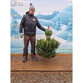 Vánoční stromek Živý, řezaný Vánoční stromek Borovice Černá - 850 - 121cm / Borovice Černá 121 cm