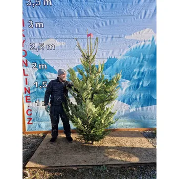 Vánoční stromek Živý, řezaný Vánoční stromek Jedle Obrovská - 1612 - 248cm / Jedle Obrovská