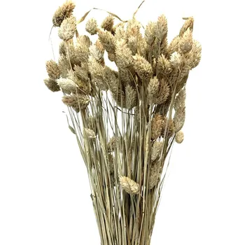 Sušený phalaris kytice/svazek přírodní natural svazek 45g