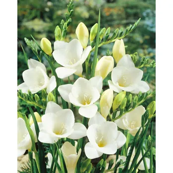 Semeno Frézie 'Single White' 10 ks