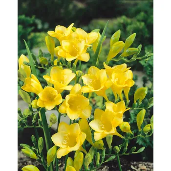 Semeno Frézie 'Single Yellow' 10 ks