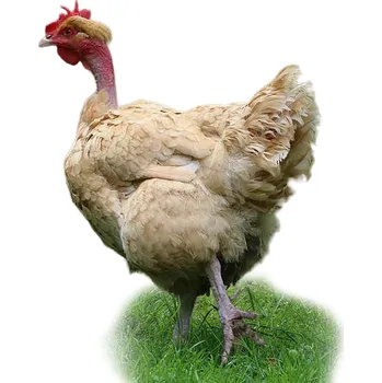 Chovatelství Holokrčka