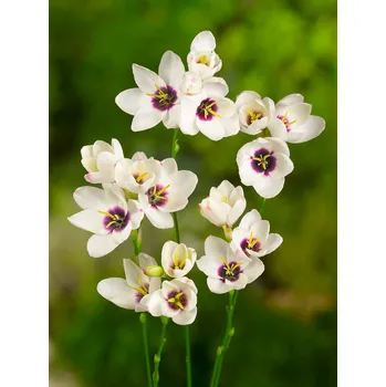 Semeno Duhovnice 'Spotlight' 10 ks