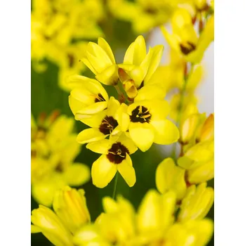 Semeno Duhovnice 'Yellow Emperor' 10 ks